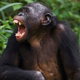 Solve the yawning chain effect in animals