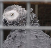 Some animals are famous for their human speaking