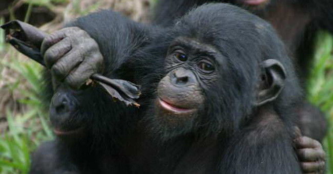 Some animals are more polite ... people when communicating