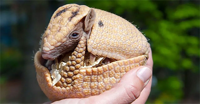 Some animals can pause ... pregnancy