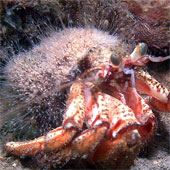Some animals can regrow their body parts when they break