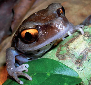 Some Asian frog species may become extinct before being discovered