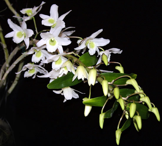 Some experience growing orchids