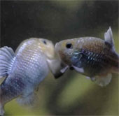 Some fish species live in the harshest place on earth