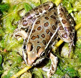 Some frogs escape the extinction caused by the fungus Chytridiomycosis