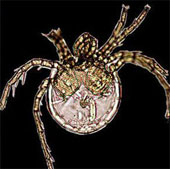 Some insects are named after celebrities