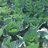 Some mistakes in susceptible eating