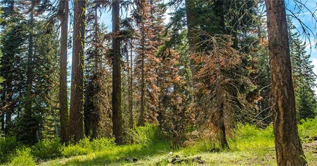 Some plants make drought worse