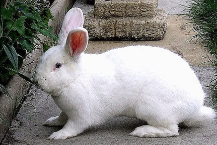 Some points to keep in mind when raising rabbits