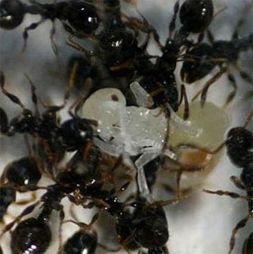 Some similarities between ants and people we don't know yet