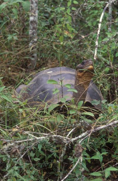 Some species of Galapagos tortoises are not extinct forever