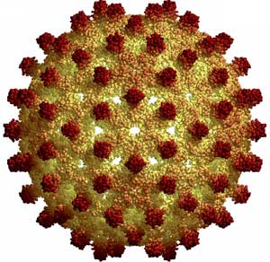 Some understanding of viral hepatitis