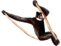 Son La: Black gibbons are hunted