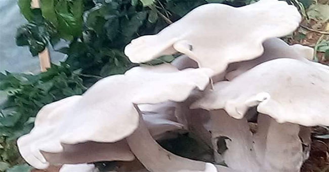 Son La: Rushing to see the giant white poisonous, strange and big mushroom like a nan fan