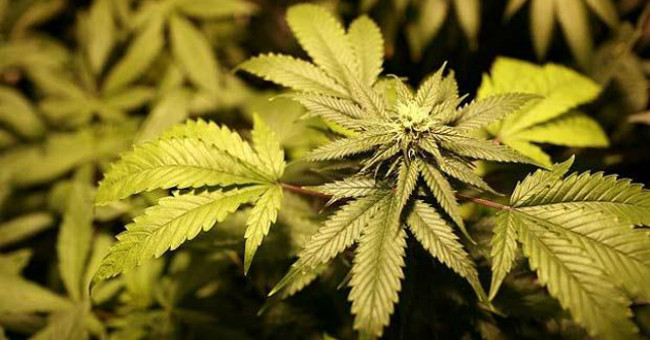 Son smoking marijuana 'dwarfed by 10cm'