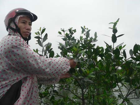 Sonneratia trees reduce natural disasters and help people increase their incomes