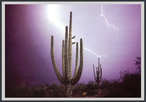 Sonoran melody