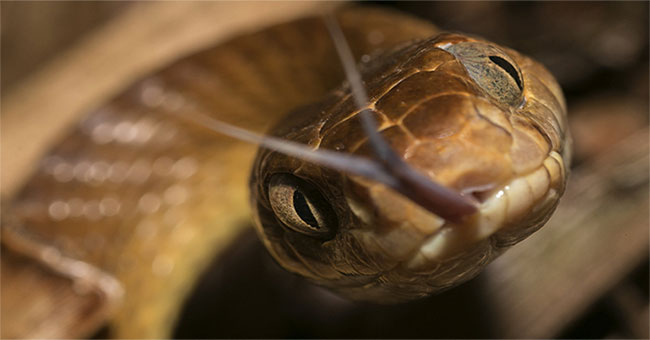 Sophisticated, sneaky snake species