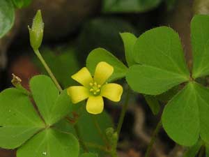 Sour-sour-earth leaves cure