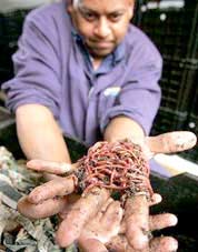 South Africa combats climate change with ... earthworms