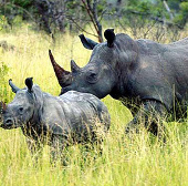 South Africa protects rhinos with reconnaissance aircraft