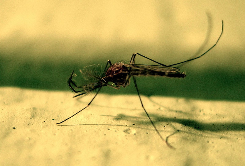 South Africa: The climate warms up again with the outbreak of malaria