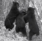 South American bears hate being photographed
