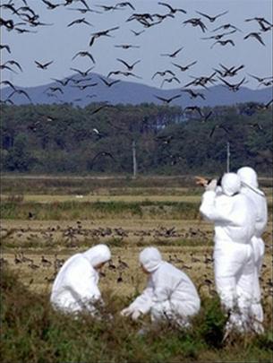 South Korea detected suspected cases of bird flu