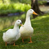 South Korea: Detection of H5N8 influenza virus in ducks