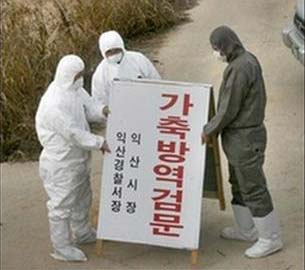 South Korea discovered the third bird flu drive