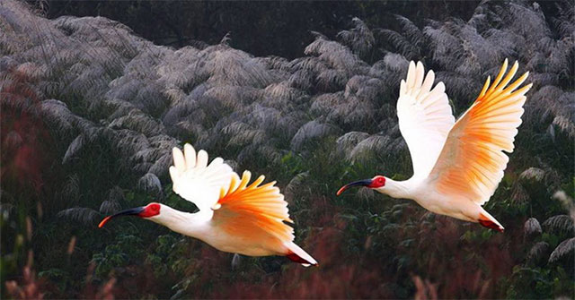 South Korea 'revived' extinct birds for 40 years