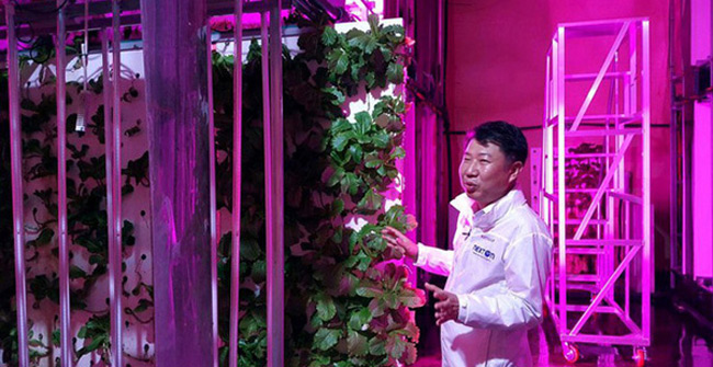South Korea turned an abandoned road tunnel into the world's largest clean vegetable farm, ambitious to revive agriculture