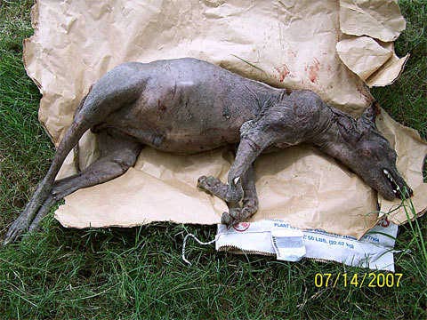 South Texas: Catch the Chupacabra monster