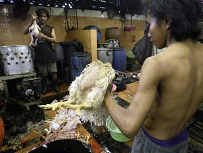 Southeast Asia actively protects against H5N1