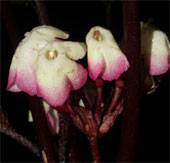 Southern Institute of Ecology discovered new genus