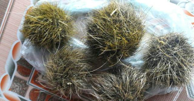 Sowing 5-year-old sows, discovering rare and precious
