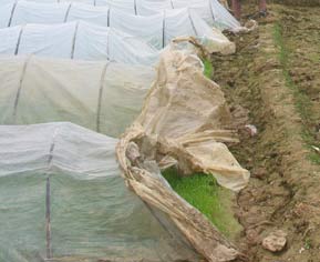 Sowing in the mosquito net