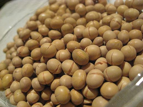 Soybeans can lead to infertility