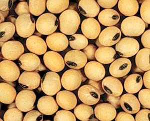 Soybeans have the ability to help lose weight