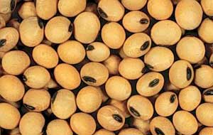 Soybeans should be stopped before pregnancy