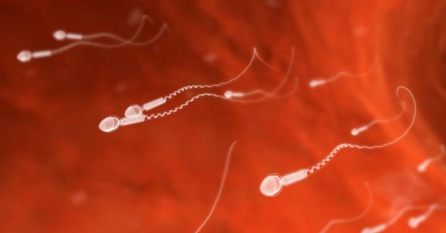 Spain created sperm from human skin cells