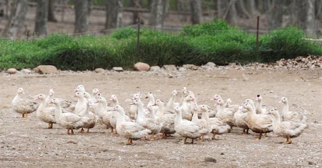 Spain destroyed more than 17,000 H5N8 suspected ducks