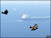 Spain detected bird flu