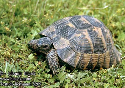 Spain: Lost stolen 94 rare turtles