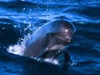 Spain protects whales