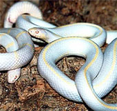 Spain's island declared war on albino python