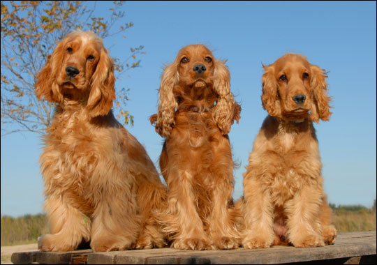 Spanhanh Anh: the world's worst dog breed?