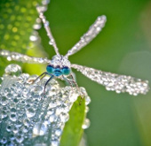 Sparkling frost-covered insects