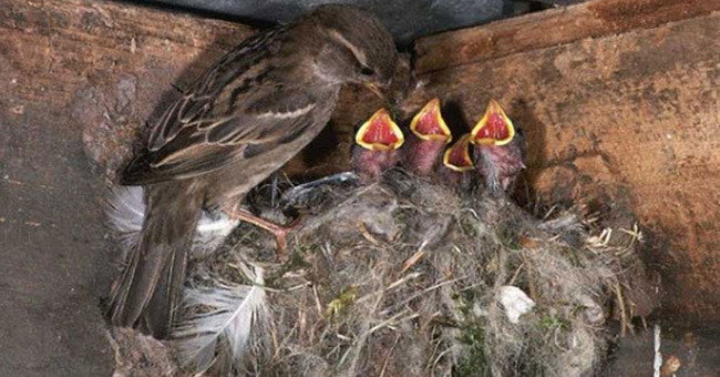 Sparrows eat seeds but feed them with worms