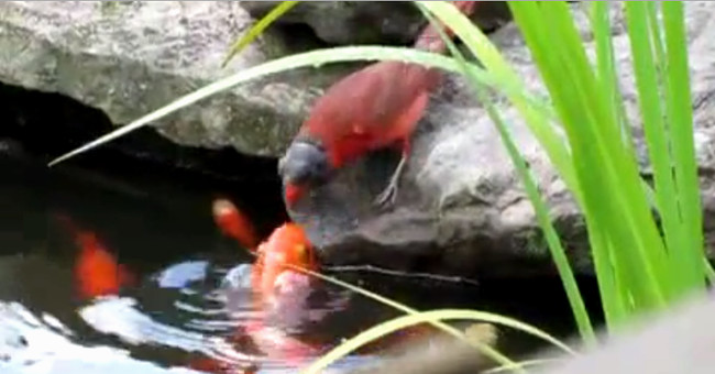 Sparrows feed on goldfish
